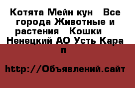 Котята Мейн кун - Все города Животные и растения » Кошки   . Ненецкий АО,Усть-Кара п.